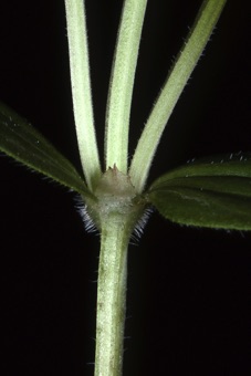 Houstonia purpurea